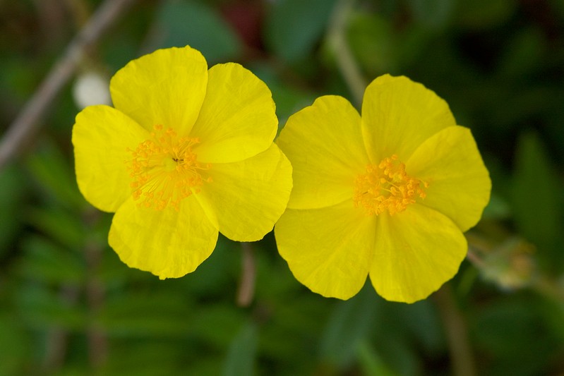 Fiori di primavera